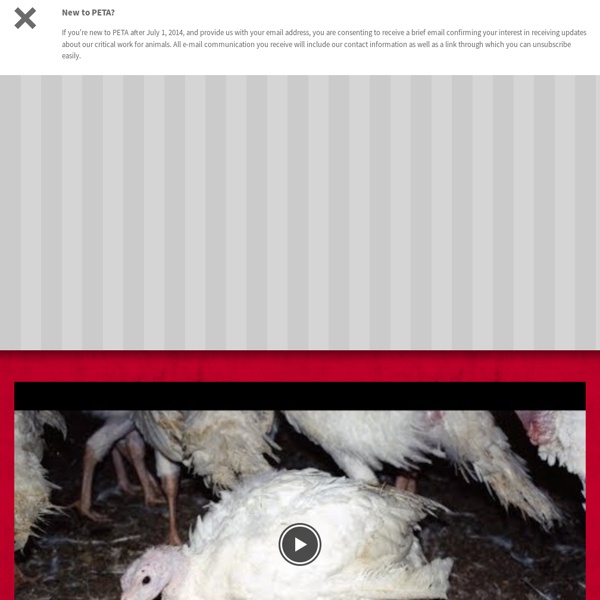 The Website the Meat Industry Doesn't Want You to See