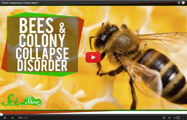 What's Happening to Honey Bees?