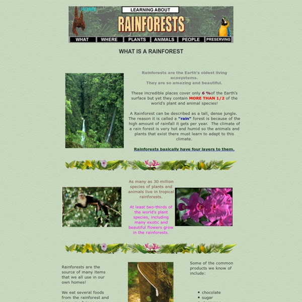 What is a Rainforest?