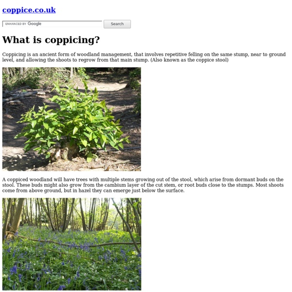 What is coppicing?