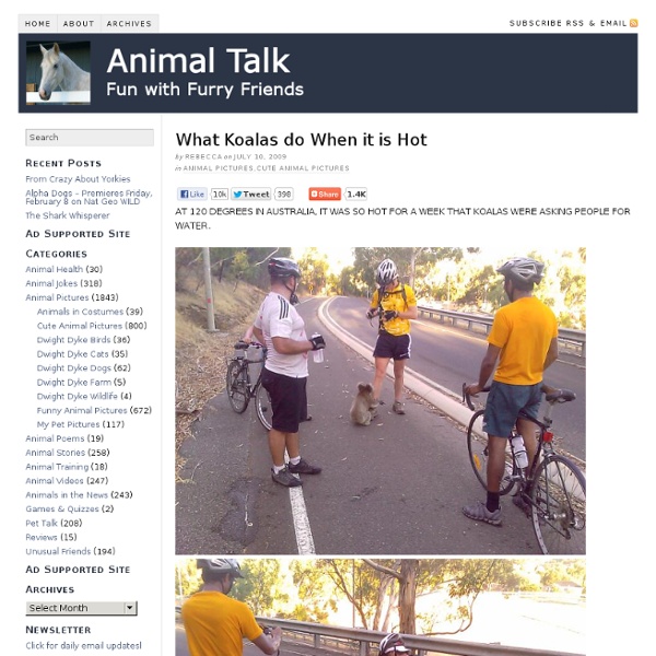 What Koalas do When it is Hot