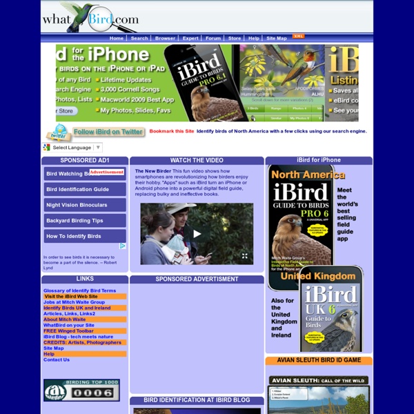 Bird Identification Guide Pearltrees