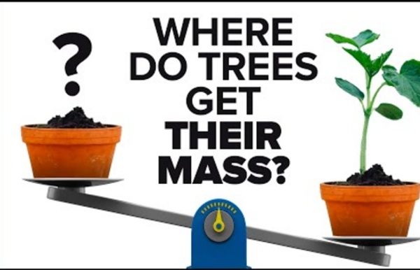 Where Do Trees Come From?