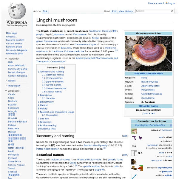 Lingzhi mushroom