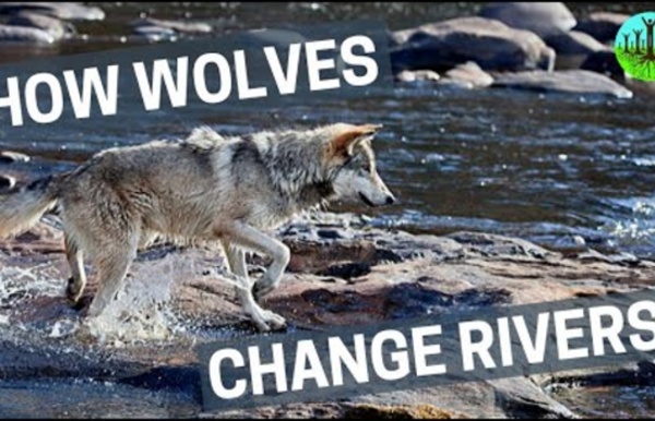 How Wolves Change Rivers vost Fr