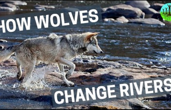 How Wolves Change Rivers