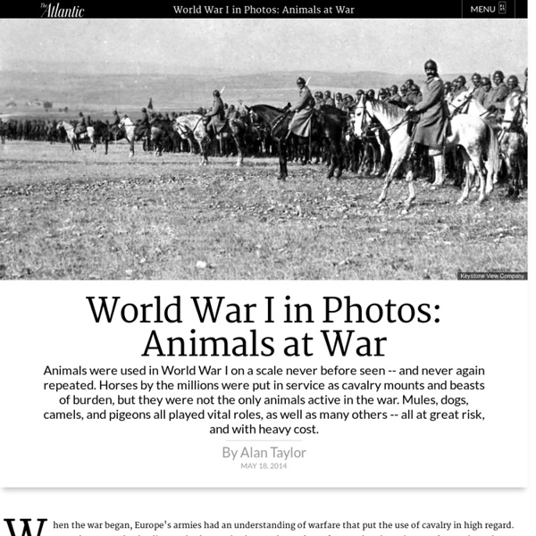 World War I in Photos: Animals at War
