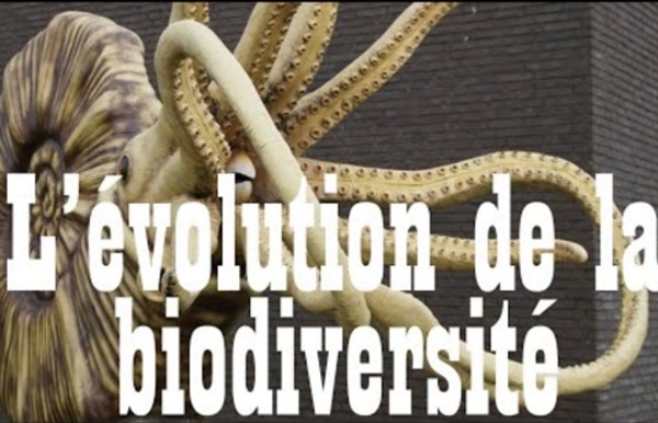 Capsule : "L'évolution de la biodiversité" (Vidéo)