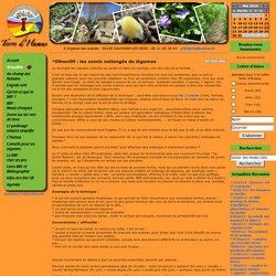 *09nov09 : les semis mélangés de légumes