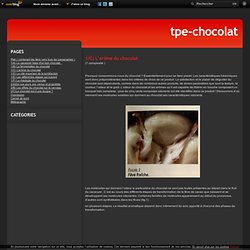 1/C) L’arôme du chocolat - La science du chocolat