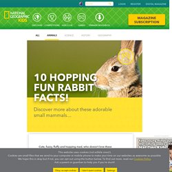 Rabbit - 1