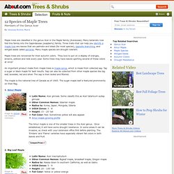 12 Species of Maple Trees