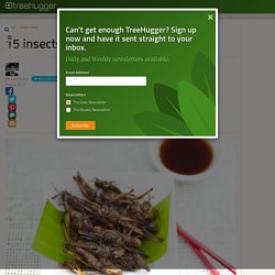 15 insects you can eat