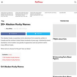 20+ Alaskan Husky Names - PetTime