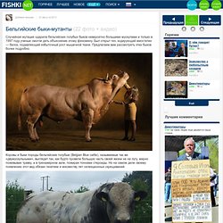 Бельгийские быки-мутанты (22 фото + видео)
