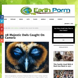28 Majestic Owls Caught On Camera