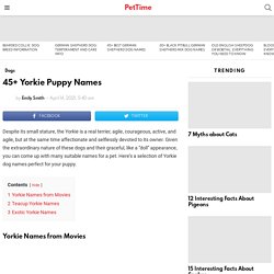 45+ Yorkie Puppy Names - PetTime