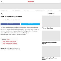 46+ White Husky Names - PetTime