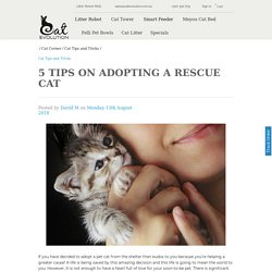 5 Tips on Adopting a Rescue Cat