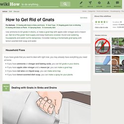 5 Ways to Get Rid of Gnats