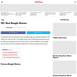 50+ Best Beagle Names - PetTime