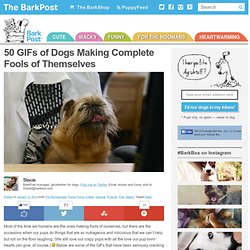 50 Funny Dog GIFs