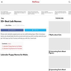 55+ Best Lab Names - PetTime