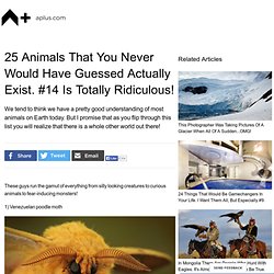 25 Odd Animals
