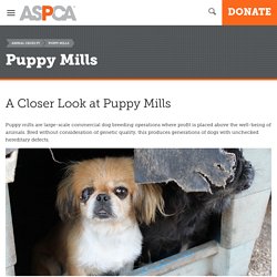 A Closer Look at Puppy Mills