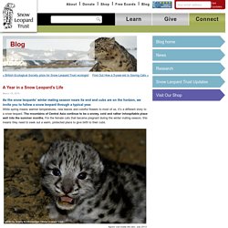 A Year in a Snow Leopard’s Life
