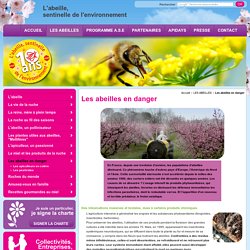 Abeille en danger et disparition abeilles