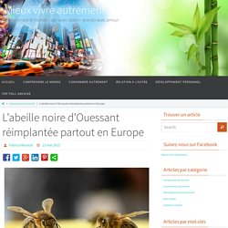 L'abeille noire d'Ouessant réimplantée partout en Europe