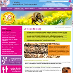 Abeille, vie de la ruche