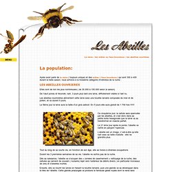 Les abeilles ouvrières : acharnées au travail