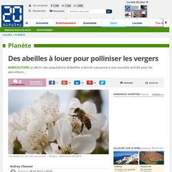 Des abeilles à louer pour polliniser les vergers