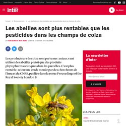 Les abeilles plus que les pesticides pour le colza