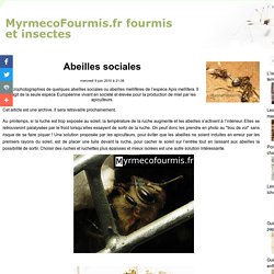Abeilles sociales - MyrmecoFourmis.fr fourmis, insectes et araignées