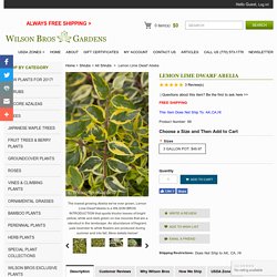 Buy Lemon Lime Abelia For Sale Online From Wilson Bros Gardens