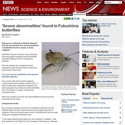 'Severe abnormalities' found in Fukushima butterflies