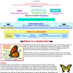 All About Butterflies - What is a Butterfly?