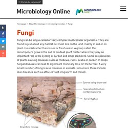 About Microbiology – Fungi