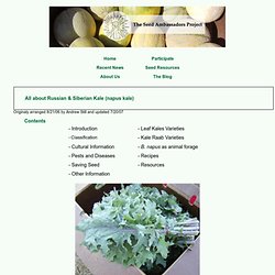 All About Russian and Siberian Kale - napus kale