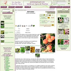 Prunus armeniaca - Abricotier