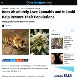 Bees Love Cannabis Could Help Restore Their Population