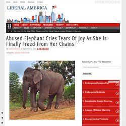 Elephant Slave