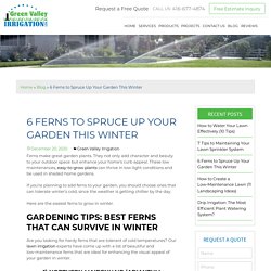 6 Best Ferns to Accentuate Your Garden in Winter