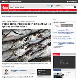 Pêche commerciale: rapport cinglant sur les «prises accidentelles»