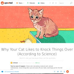 Why Your Cat Likes to Knock Things Over (According to Science) – Upvoted