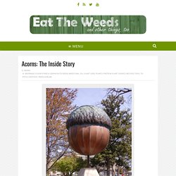 Acorns: The Inside Story - Eat The Weeds and other things, too
