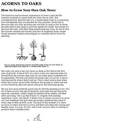 Acorns to Oaks: How to Grow Your Own Oak Trees